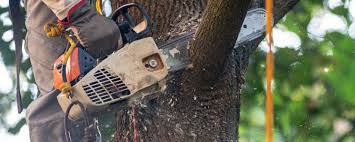 Best Tree Preservation Services  in Meadowdale, WA