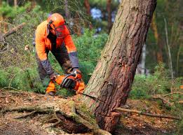 How Our Tree Care Process Works  in  Meadowdale, WA