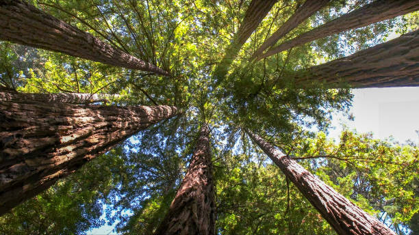Best Lot and Land Clearing  in Meadowdale, WA